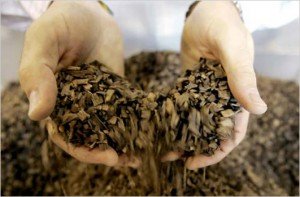 İşte Oak Chipler...